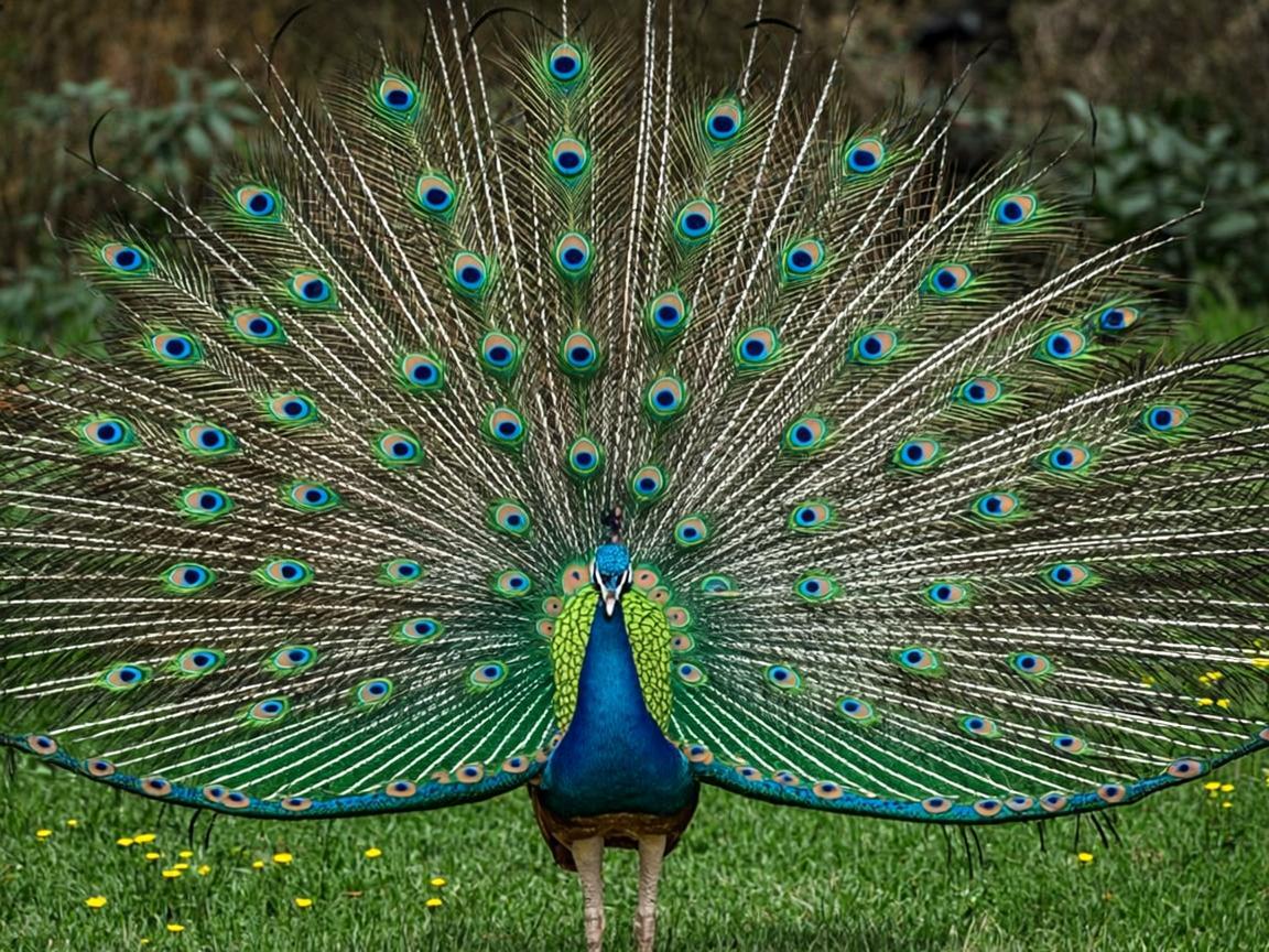 Puzzles de Aves